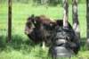 alaskajune201607250_small.jpg