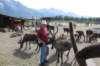 alaskajune201608080_small.jpg