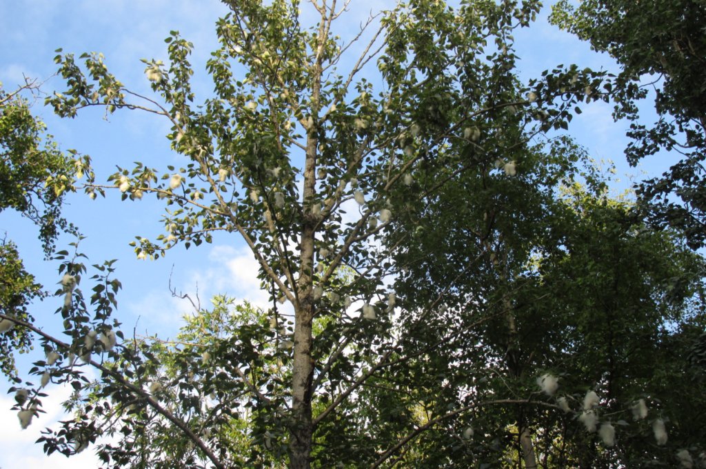 alaskajune201608810.jpg