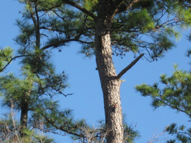 img_2432.jpg