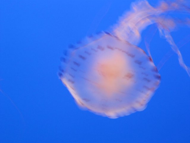 img_0984.jpg